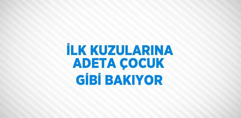 İLK KUZULARINA ADETA ÇOCUK GİBİ BAKIYOR