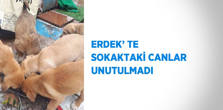 ERDEK’ TE SOKAKTAKİ CANLAR UNUTULMADI