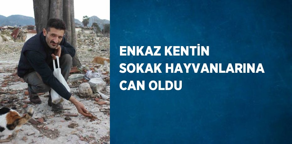 ENKAZ KENTİN SOKAK HAYVANLARINA CAN OLDU