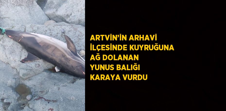 ARTVİN’İN ARHAVİ İLÇESİNDE KUYRUĞUNA AĞ DOLANAN YUNUS BALIĞI KARAYA VURDU