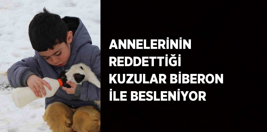 ANNELERİNİN REDDETTİĞİ KUZULAR BİBERON İLE BESLENİYOR