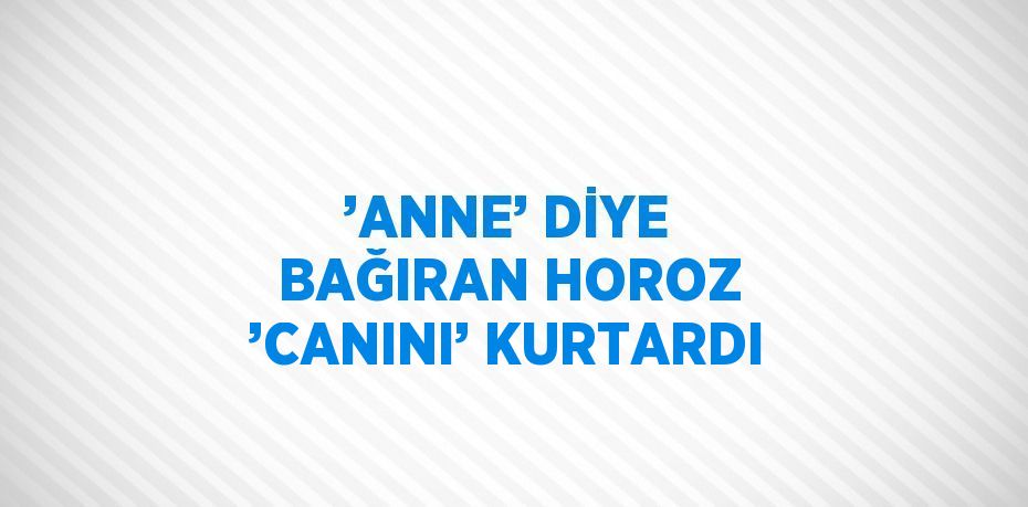 ’ANNE’ DİYE BAĞIRAN HOROZ ’CANINI’ KURTARDI