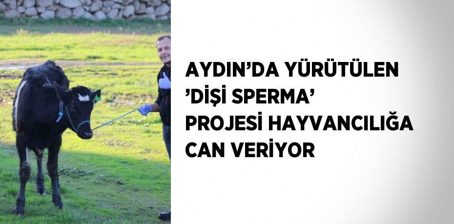 AYDIN’DA YÜRÜTÜLEN ’DİŞİ SPERMA’ PROJESİ HAYVANCILIĞA CAN VERİYOR