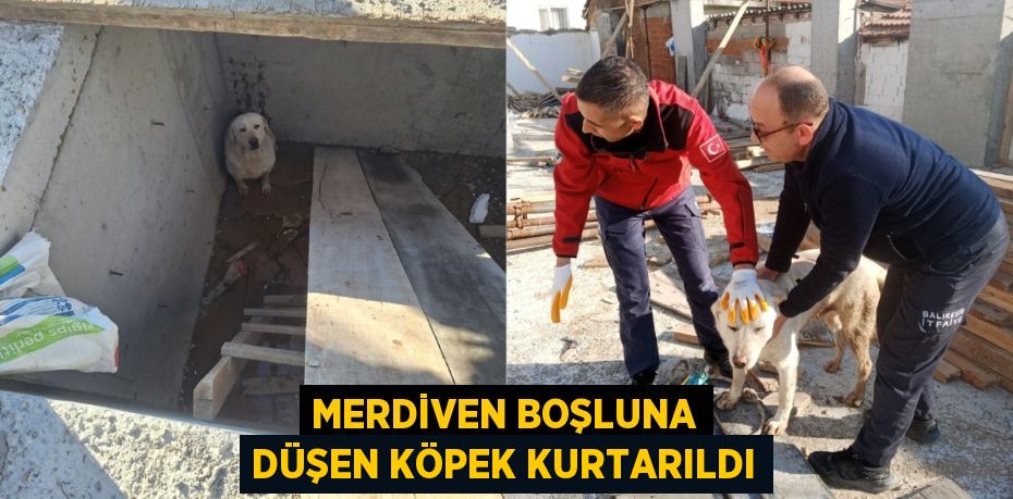 MERDİVEN BOŞLUNA DÜŞEN KÖPEK KURTARILDI