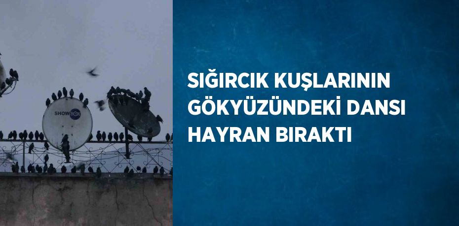 SIĞIRCIK KUŞLARININ GÖKYÜZÜNDEKİ DANSI HAYRAN BIRAKTI