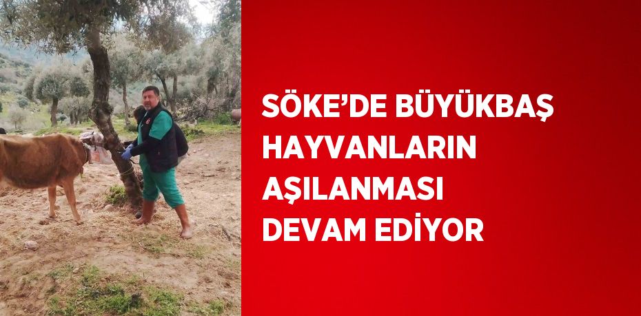 SÖKE’DE BÜYÜKBAŞ HAYVANLARIN AŞILANMASI DEVAM EDİYOR