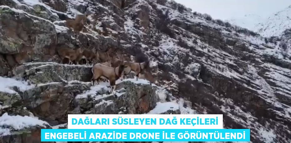 DAĞLARI SÜSLEYEN DAĞ KEÇİLERİ ENGEBELİ ARAZİDE DRONE İLE GÖRÜNTÜLENDİ