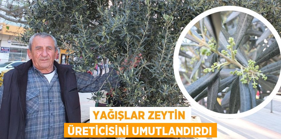 YAĞIŞLAR ZEYTİN ÜRETİCİSİNİ UMUTLANDIRDI