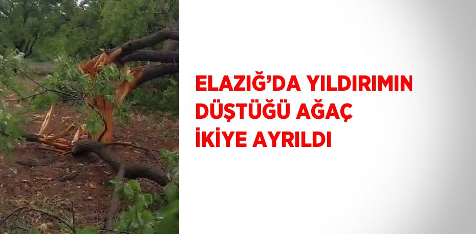 ELAZIĞ’DA YILDIRIMIN DÜŞTÜĞÜ AĞAÇ İKİYE AYRILDI