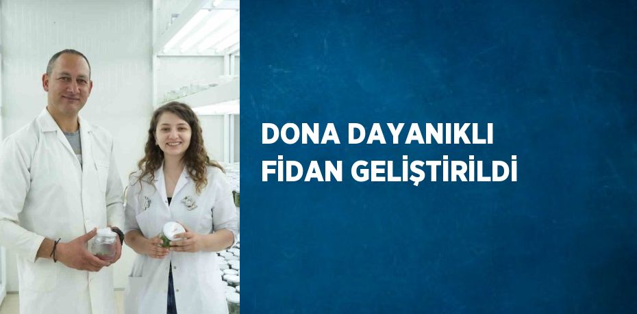 DONA DAYANIKLI FİDAN GELİŞTİRİLDİ