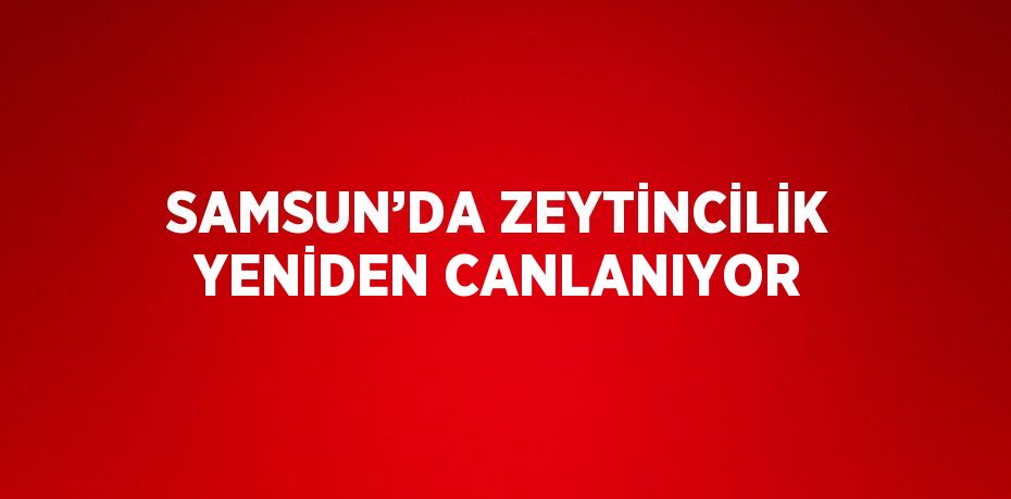 SAMSUN’DA ZEYTİNCİLİK YENİDEN CANLANIYOR