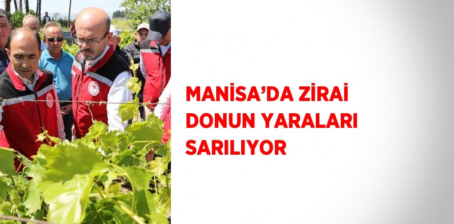 MANİSA’DA ZİRAİ DONUN YARALARI SARILIYOR