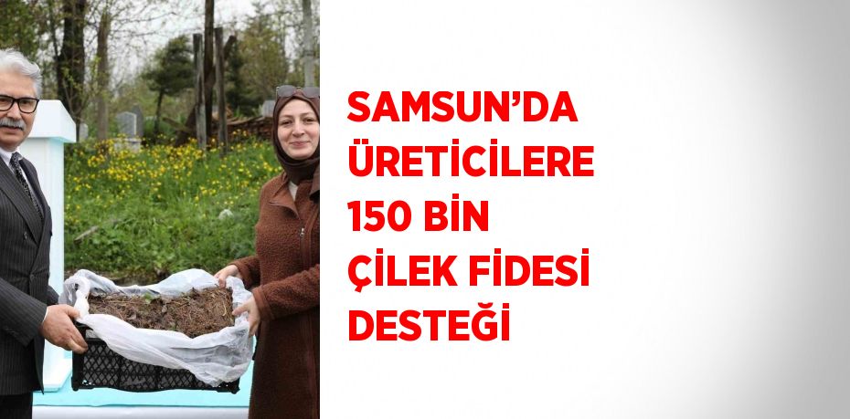 SAMSUN’DA ÜRETİCİLERE 150 BİN ÇİLEK FİDESİ DESTEĞİ