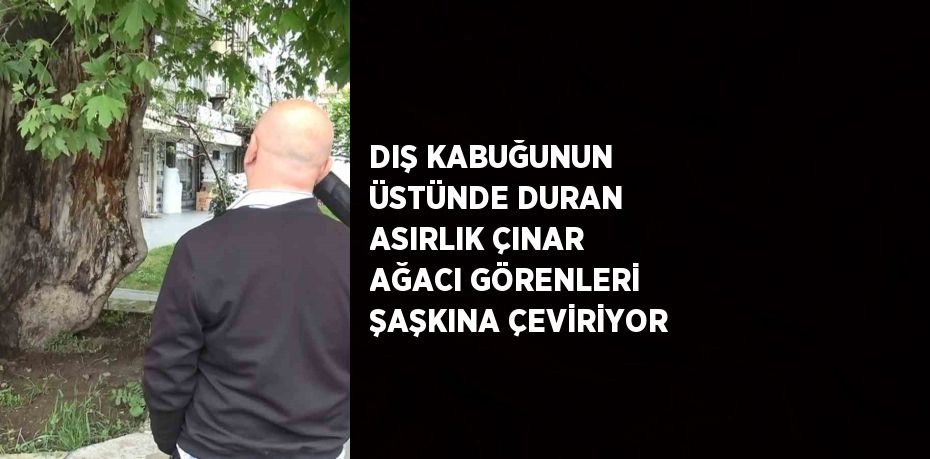 DIŞ KABUĞUNUN ÜSTÜNDE DURAN ASIRLIK ÇINAR AĞACI GÖRENLERİ ŞAŞKINA ÇEVİRİYOR