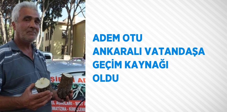 ADEM OTU ANKARALI VATANDAŞA GEÇİM KAYNAĞI OLDU