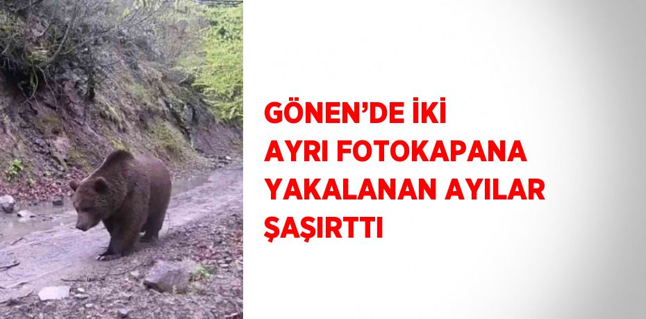 GÖNEN’DE İKİ AYRI FOTOKAPANA YAKALANAN AYILAR ŞAŞIRTTI