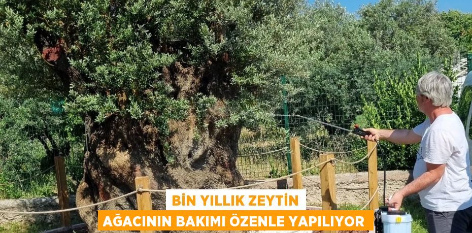 BİN YILLIK ZEYTİN AĞACININ BAKIMI ÖZENLE YAPILIYOR