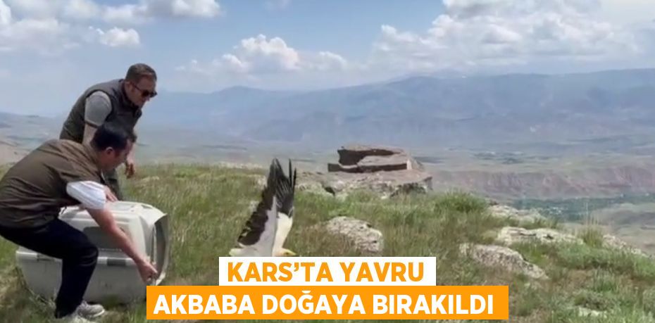 KARS’TA YAVRU AKBABA DOĞAYA BIRAKILDI