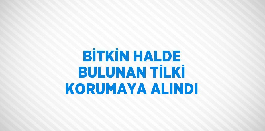 BİTKİN HALDE BULUNAN TİLKİ KORUMAYA ALINDI