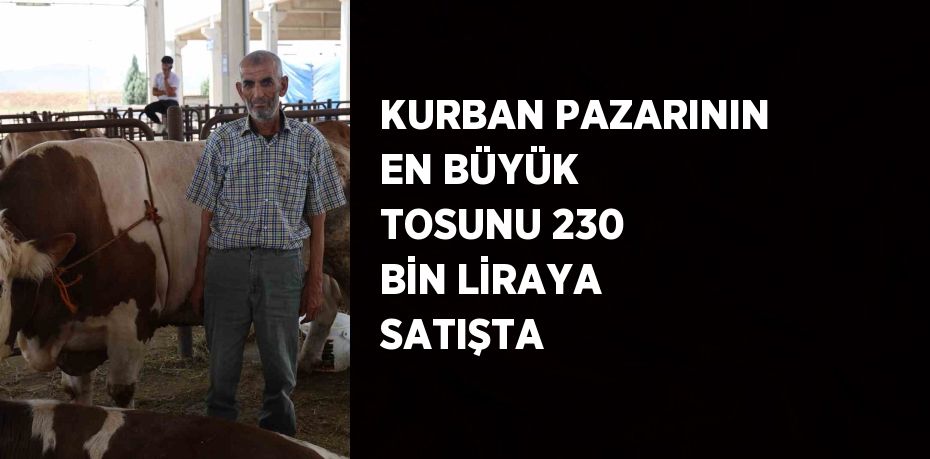 KURBAN PAZARININ EN BÜYÜK TOSUNU 230 BİN LİRAYA SATIŞTA