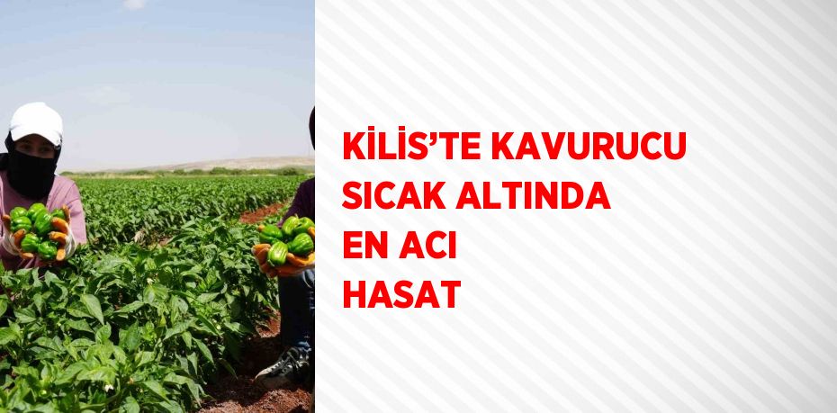 KİLİS’TE KAVURUCU SICAK ALTINDA EN ACI HASAT