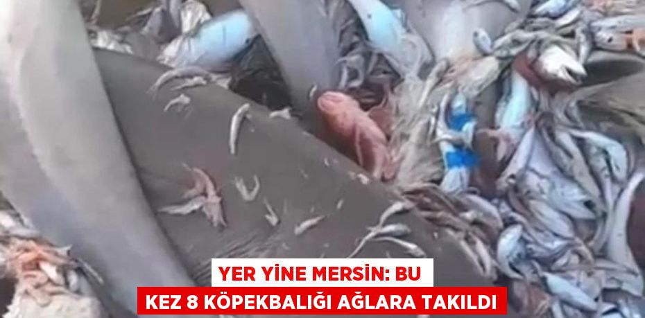 Yer yine Mersin: Bu kez 8 köpekbalığı ağlara takıldı