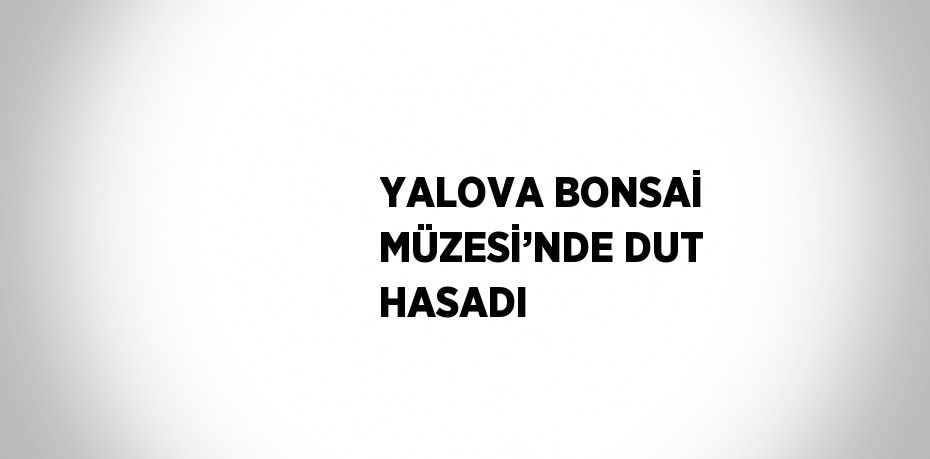 YALOVA BONSAİ MÜZESİ’NDE DUT HASADI