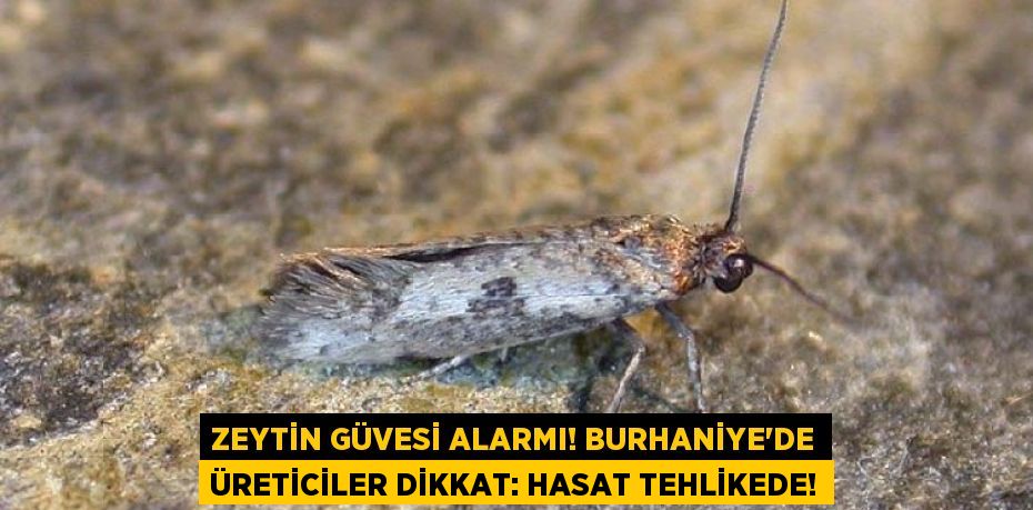Zeytin Güvesi Alarmı! Burhaniye'de Üreticiler Dikkat: Hasat Tehlikede!