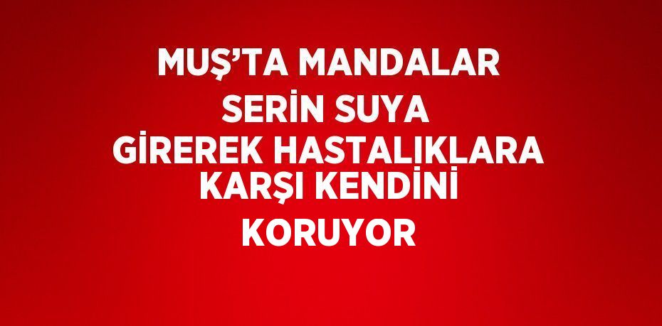 MUŞ’TA MANDALAR SERİN SUYA GİREREK HASTALIKLARA KARŞI KENDİNİ KORUYOR