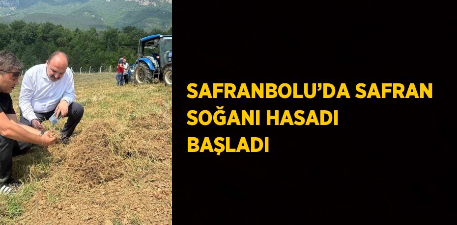 SAFRANBOLU’DA SAFRAN SOĞANI HASADI BAŞLADI