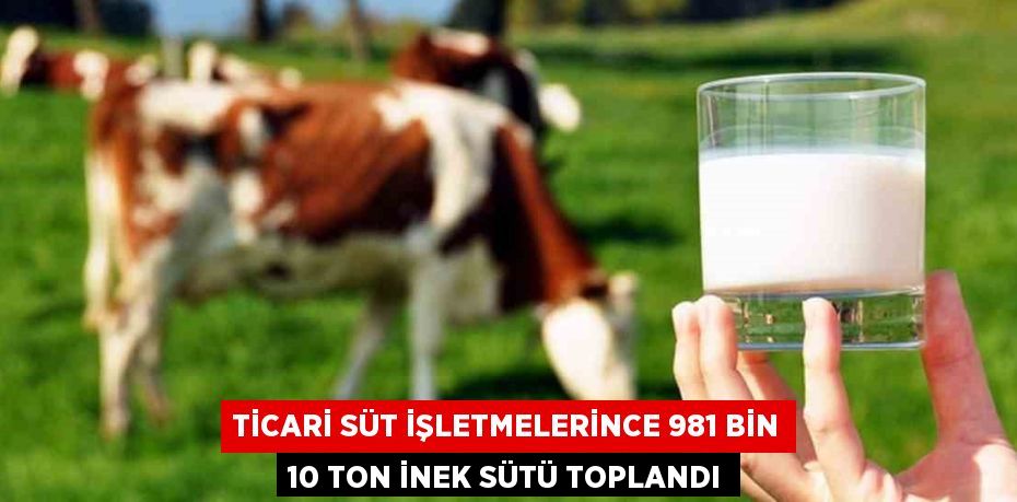 TİCARİ SÜT İŞLETMELERİNCE 981 BİN 10 TON İNEK SÜTÜ TOPLANDI
