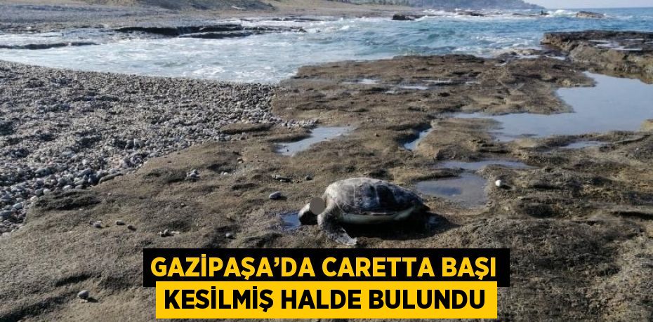 GAZİPAŞA’DA CARETTA BAŞI KESİLMİŞ HALDE BULUNDU