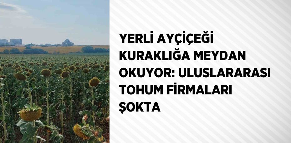 YERLİ AYÇİÇEĞİ KURAKLIĞA MEYDAN OKUYOR: ULUSLARARASI TOHUM FİRMALARI ŞOKTA