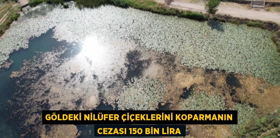 GÖLDEKİ NİLÜFER ÇİÇEKLERİNİ KOPARMANIN CEZASI 150 BİN LİRA