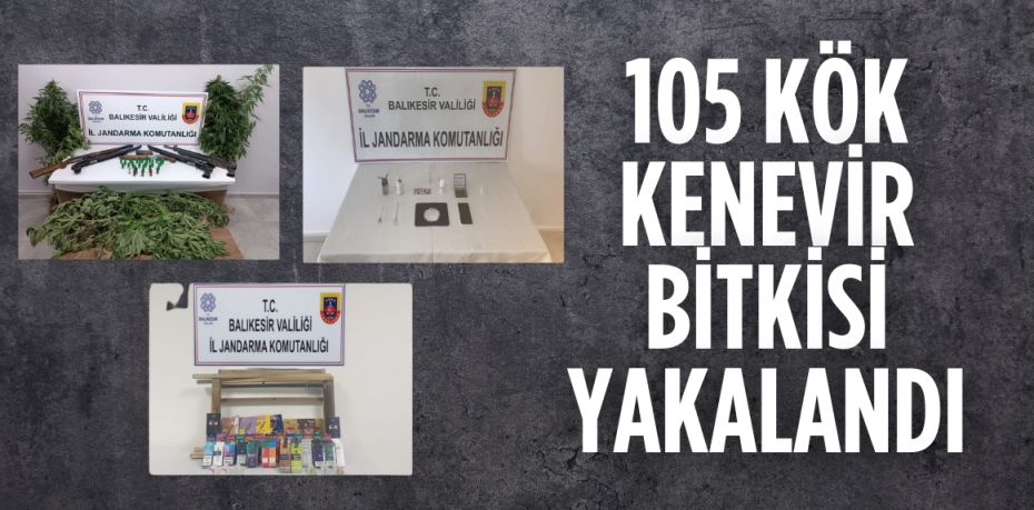 105 KÖK KENEVİR BİTKİSİ YAKALANDI