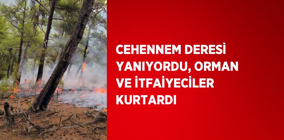 CEHENNEM DERESİ YANIYORDU, ORMAN VE İTFAİYECİLER KURTARDI