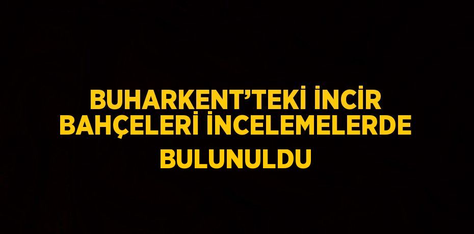 BUHARKENT’TEKİ İNCİR BAHÇELERİ İNCELEMELERDE BULUNULDU