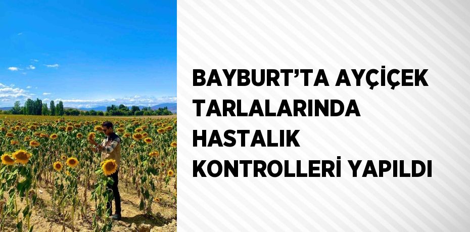 BAYBURT’TA AYÇİÇEK TARLALARINDA HASTALIK KONTROLLERİ YAPILDI