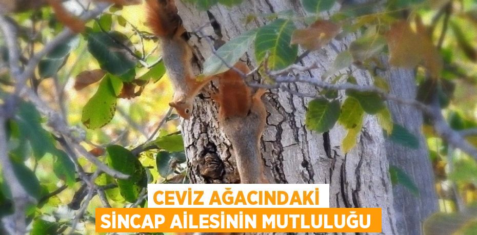 CEVİZ AĞACINDAKİ SİNCAP AİLESİNİN MUTLULUĞU