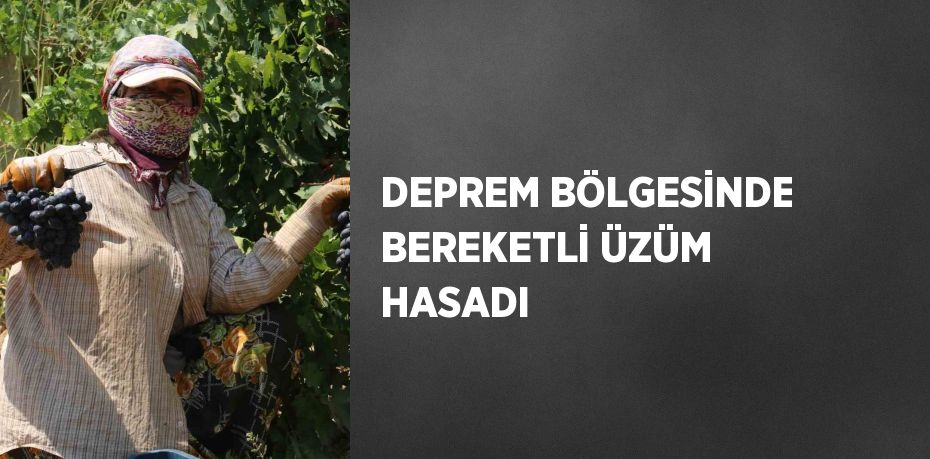 DEPREM BÖLGESİNDE BEREKETLİ ÜZÜM HASADI