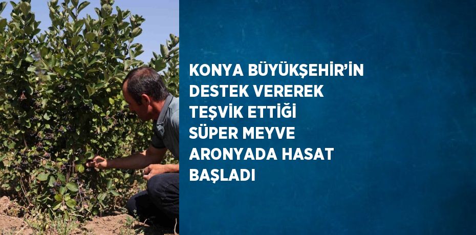 KONYA BÜYÜKŞEHİR’İN DESTEK VEREREK TEŞVİK ETTİĞİ SÜPER MEYVE ARONYADA HASAT BAŞLADI