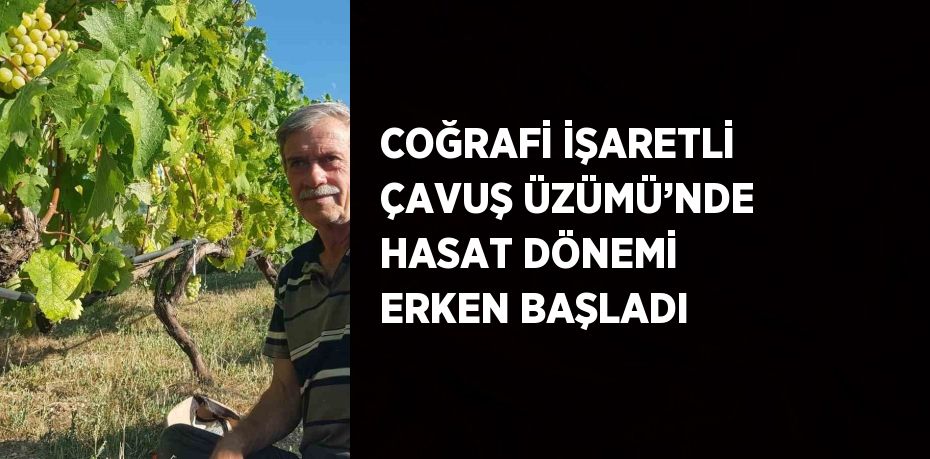 COĞRAFİ İŞARETLİ ÇAVUŞ ÜZÜMÜ’NDE HASAT DÖNEMİ ERKEN BAŞLADI