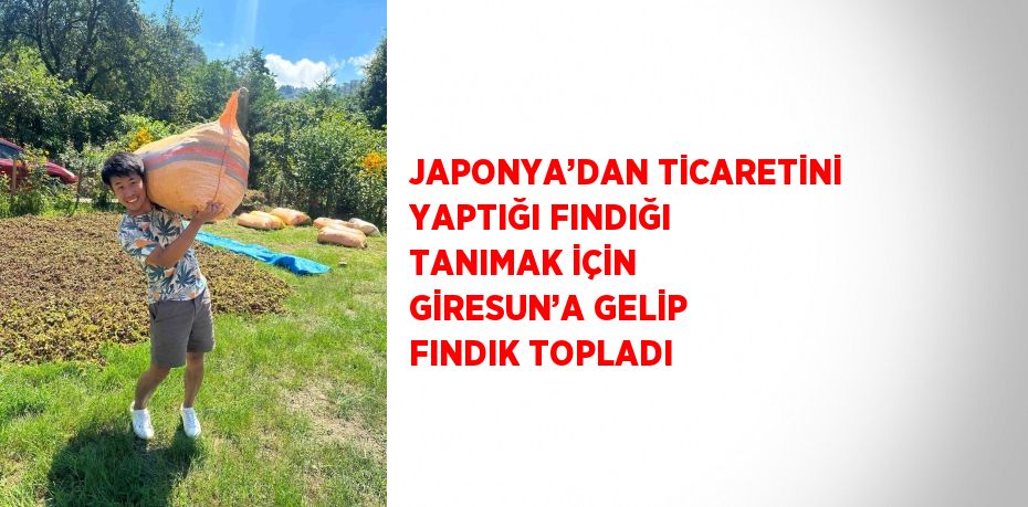 JAPONYA’DAN TİCARETİNİ YAPTIĞI FINDIĞI TANIMAK İÇİN GİRESUN’A GELİP FINDIK TOPLADI