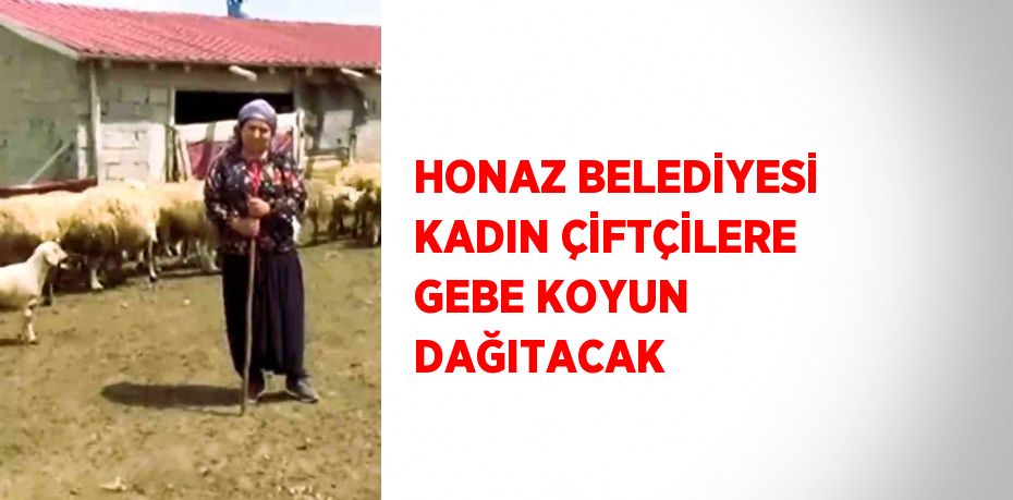 HONAZ BELEDİYESİ KADIN ÇİFTÇİLERE GEBE KOYUN DAĞITACAK