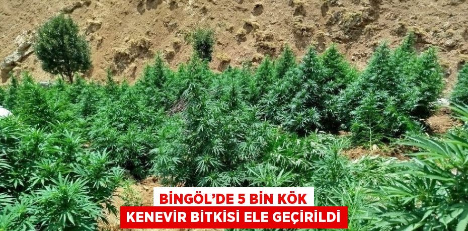 BİNGÖL’DE 5 BİN KÖK KENEVİR BİTKİSİ ELE GEÇİRİLDİ