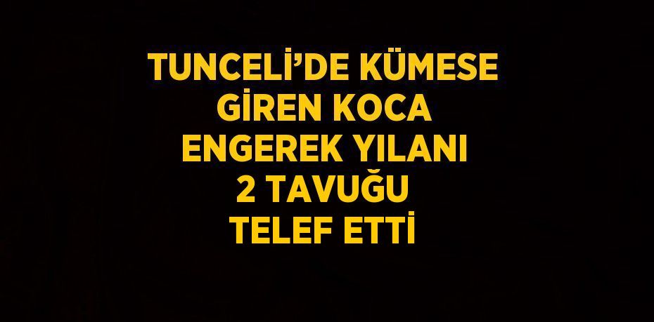 TUNCELİ’DE KÜMESE GİREN KOCA ENGEREK YILANI 2 TAVUĞU TELEF ETTİ