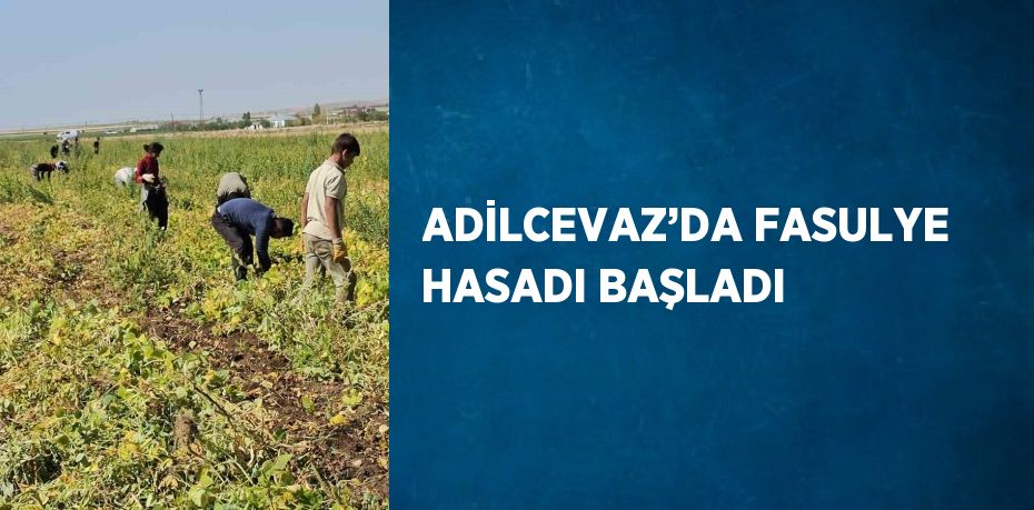 ADİLCEVAZ’DA FASULYE HASADI BAŞLADI