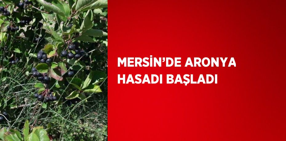 MERSİN’DE ARONYA HASADI BAŞLADI