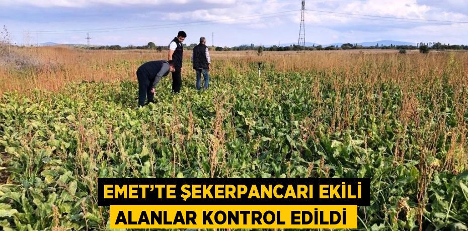 EMET’TE ŞEKERPANCARI EKİLİ ALANLAR KONTROL EDİLDİ