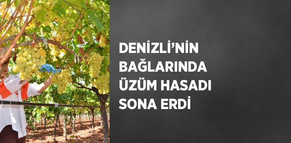 DENİZLİ’NİN BAĞLARINDA ÜZÜM HASADI SONA ERDİ